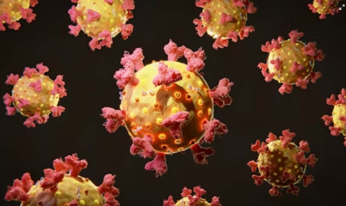 T cells.