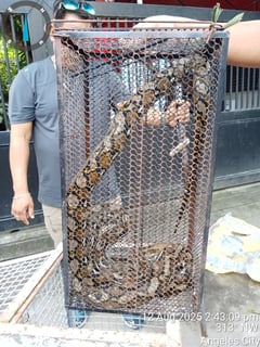 Animal rescue team saves snakes in Angeles City