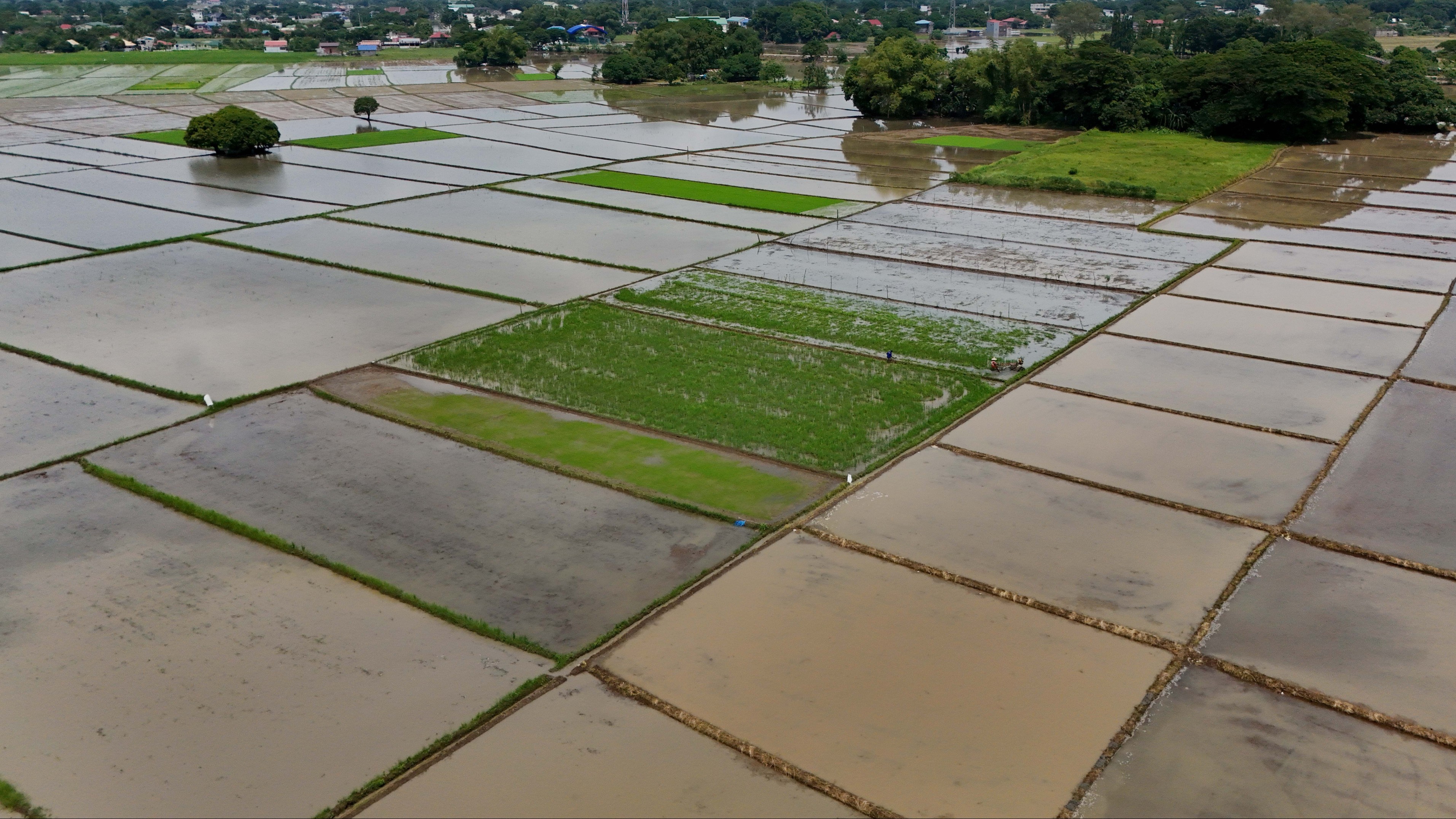 Palay prices start to climb as rice import suspension nears