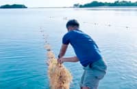 The SIFA members harvested 42.7 metric tons of dried seaweed worth P988,658 in 2024.