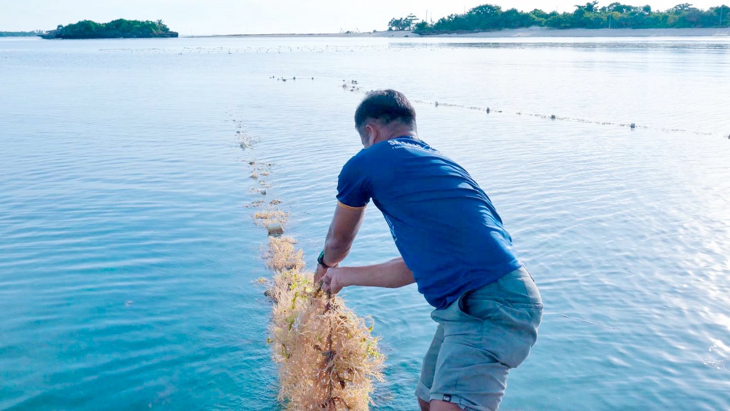 Seaweed chips, pickles hike Sibato farmers’ income