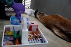 California sea lions face recurring outbreaks of deadly leptospirosis