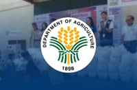 DA banks on P10-B budget boost for P20 rice rollout