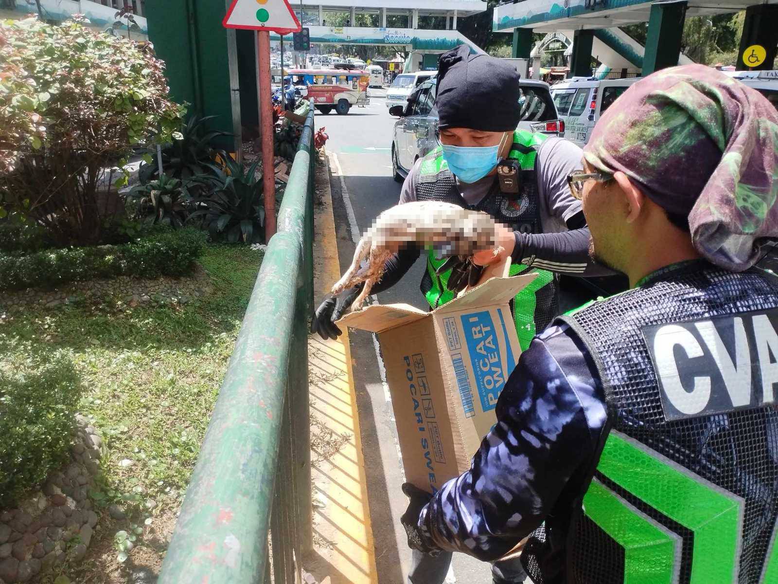 Black soldier flies seen as boon amid waste management woes
