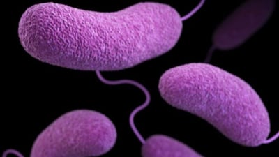 'Flesh-eating' bacteria cases rise in U.S. coastal states