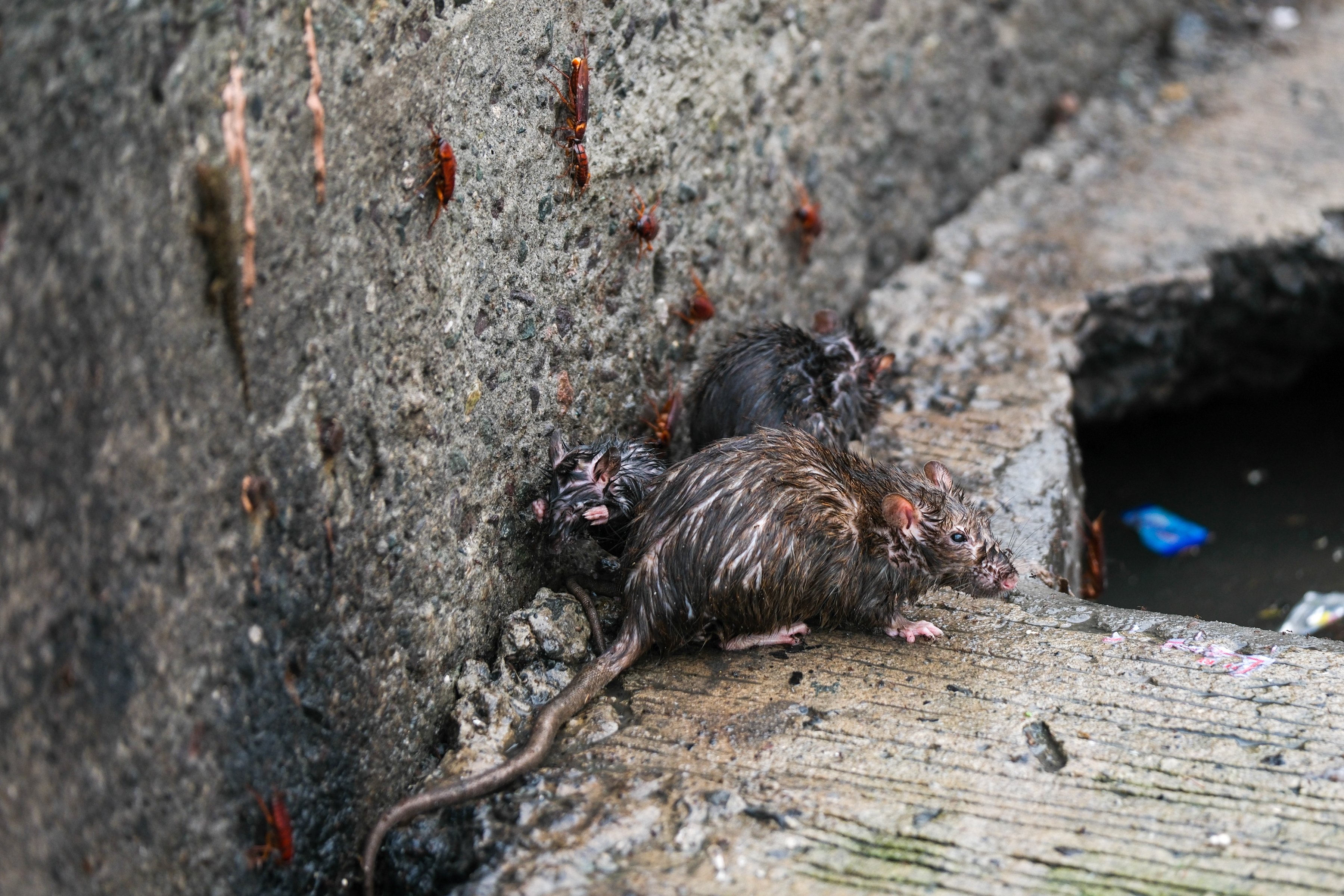 Public warned vs leptospirosis anew