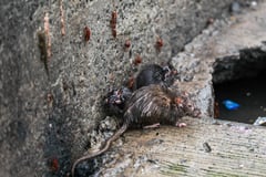 Leptospirosis cases up 68% in Central Visayas