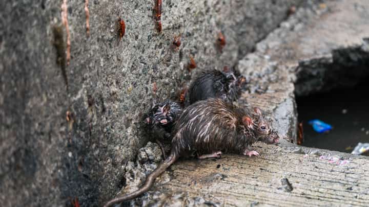 Rats in sewers along Parañaque City are the main cause of leptospirosis cases in the city. The Department of Health has issued another warning to the public to avoid wading through floodwaters as a precaution.
