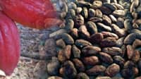 Cacao output jumps 49% as Bicol stakes global claim
