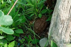 Lumang bomba nakita sa Nueva Ecija