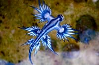 Popular beach in Spain closes after deadly 'blue dragon' found