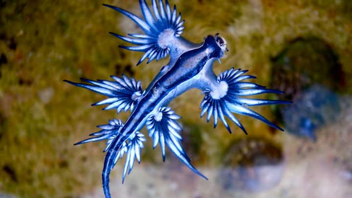 Popular beach in Spain closes after deadly 'blue dragon' found