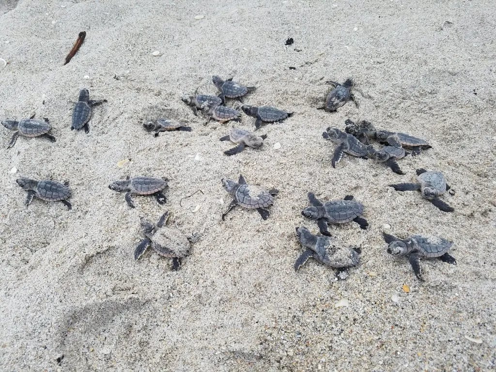 Conservation blow as stray dog massacres turtle hatchlings in Florida