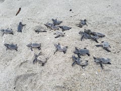 Conservation blow as stray dog massacres turtle hatchlings in Florida