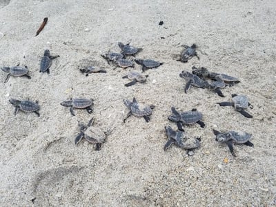 Conservation blow as stray dog massacres turtle hatchlings in Florida