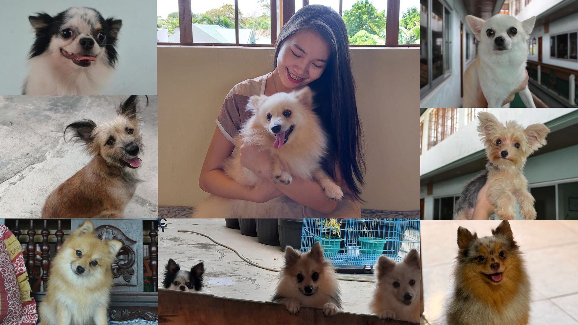Aspins, Yorkies, Chihuahuas, and Poms: I lived with 19 dogs and here's why it saved me