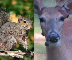 ‘Zombie squirrels, mutant deers’ sparks concern in US