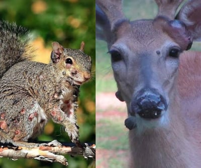 ‘Zombie squirrels, mutant deers’ sparks concern in US