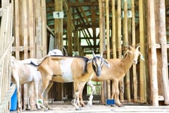 50 Central Luzon stakeholders take part in livestock development workshop