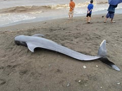 Stranded pilot whale dies in Antique town