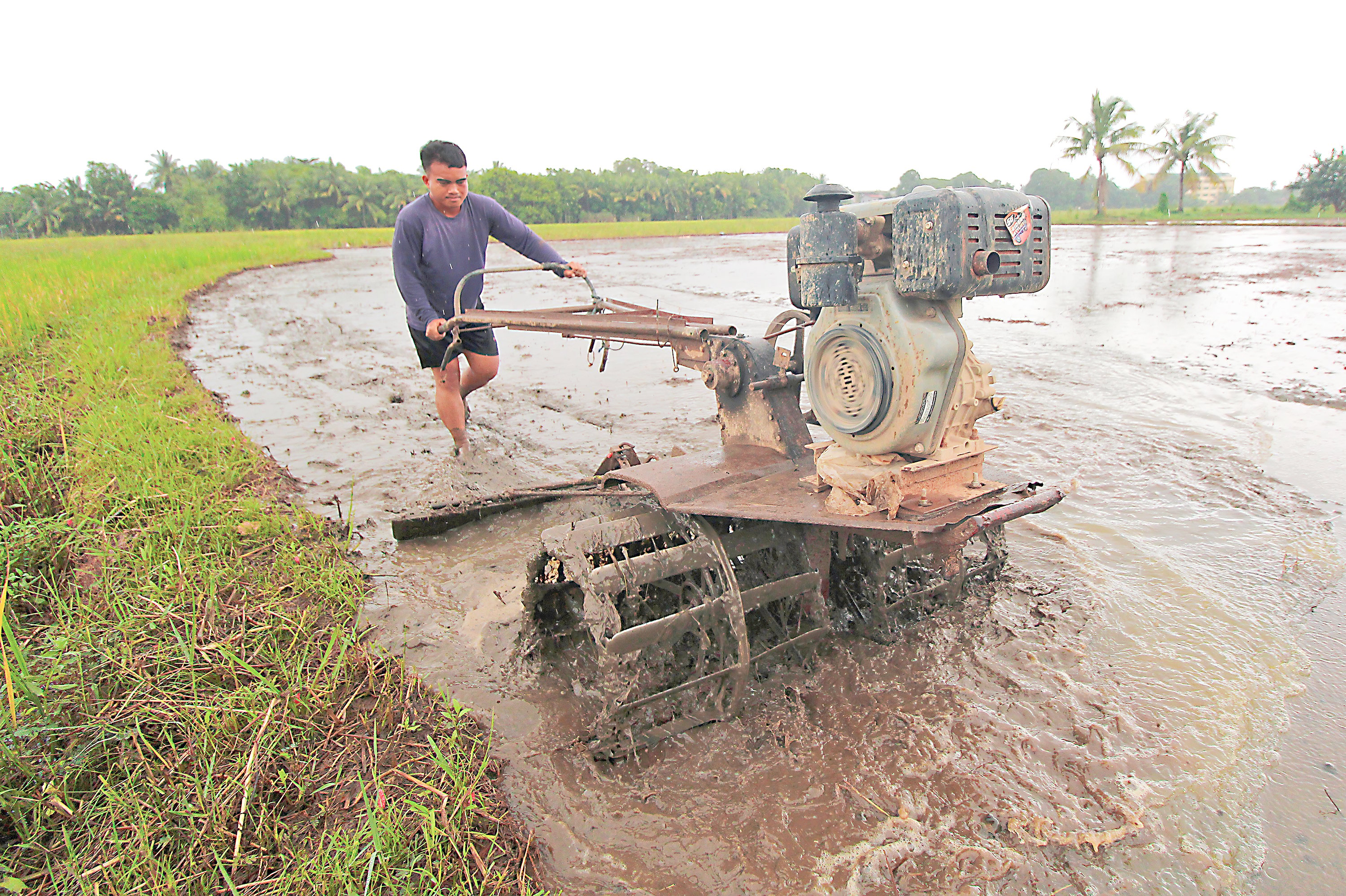 A FARMER prepares a rice field for planting in Morong, Bataan.