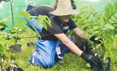 Ahunan Power nursery to produce 200,000 seedlings yearly