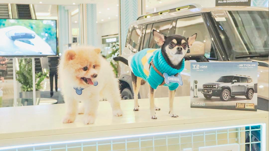 TWO little fur babies pose confidently beside the Jetour T2 model showcase.