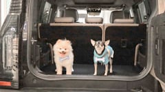 Jetour celebrates fur babies