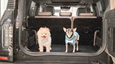 Jetour celebrates fur babies