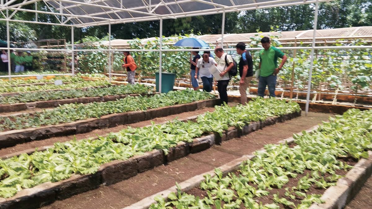 Champion Barangay Category: Barangay Talon Dos Urban Garden located in BF Resort Village
