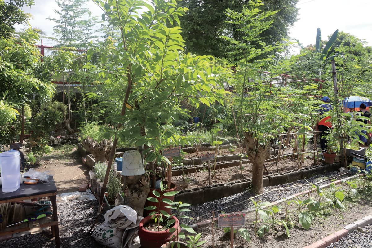 2nd Runner-up Barangay Category: Barangay Pilar Community Garden**