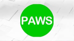PAWS eyes raps vs ‘abusive’ K9 handler