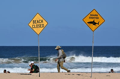 ‘Large shark’ kills man off Sydney beach