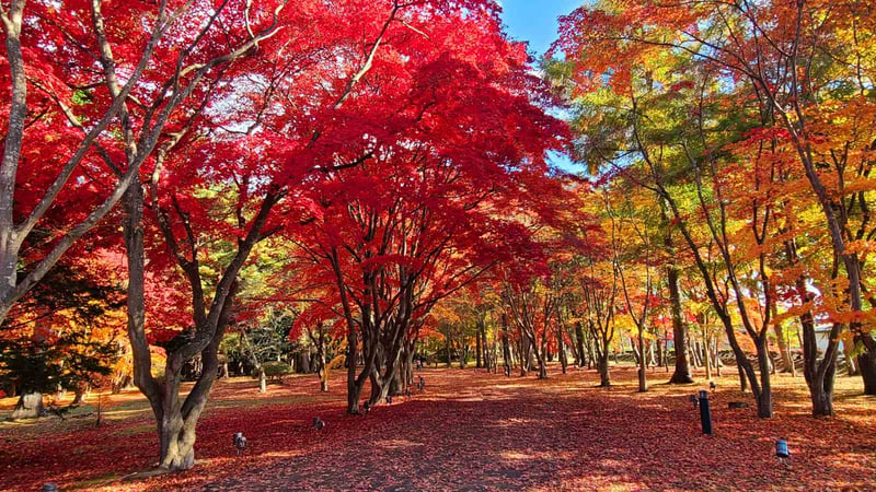 Hokkaido’s Hidden Autumn