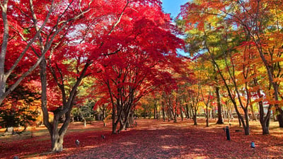 Hokkaido’s Hidden Autumn