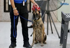 K9 unit adds holiday cheer while guarding Ombudsman office