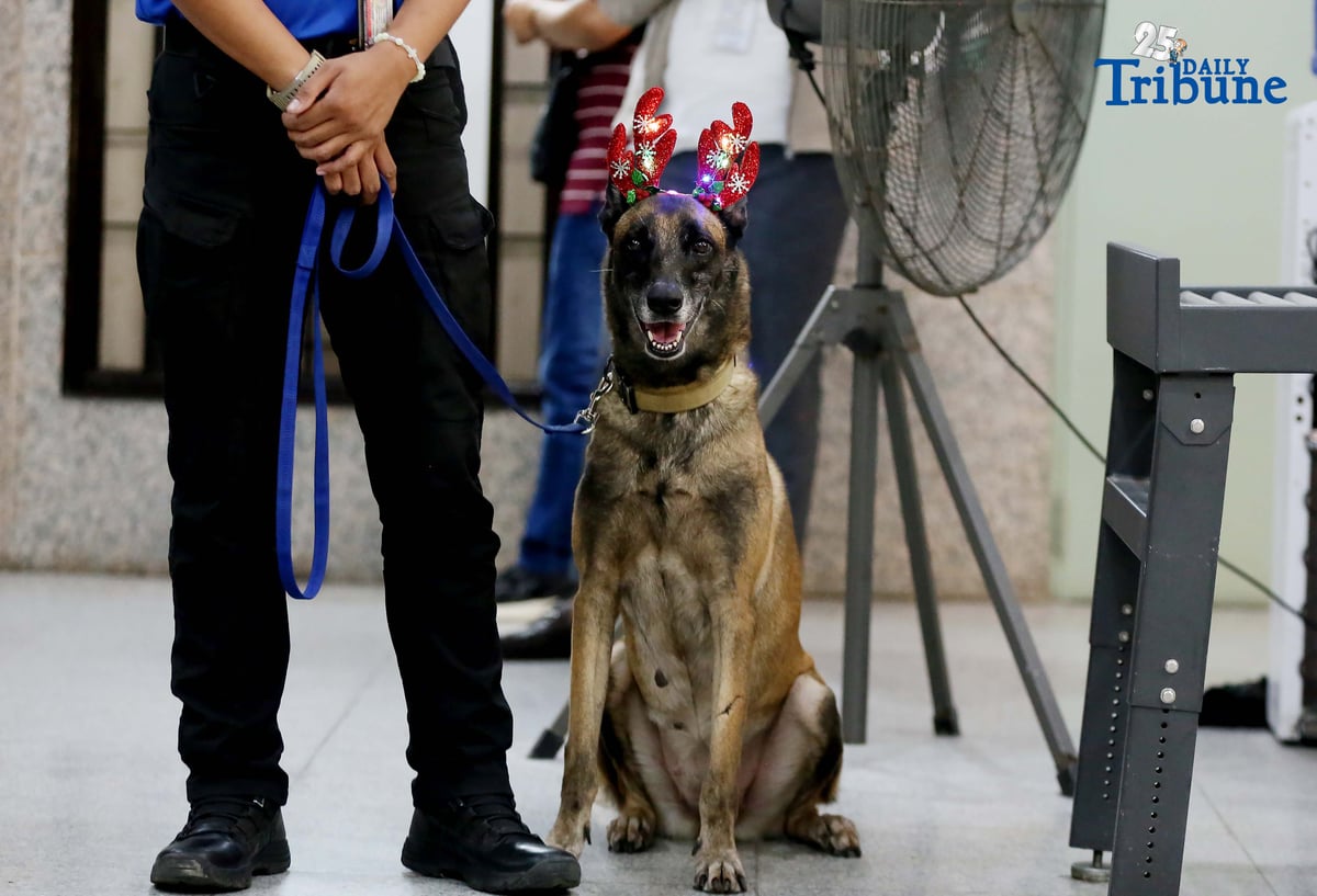 A K9 handler holds his trained partner, a K9 dog dressed in Christmas accessories, while on duty at the Office of the Ombudsman in Quezon City.