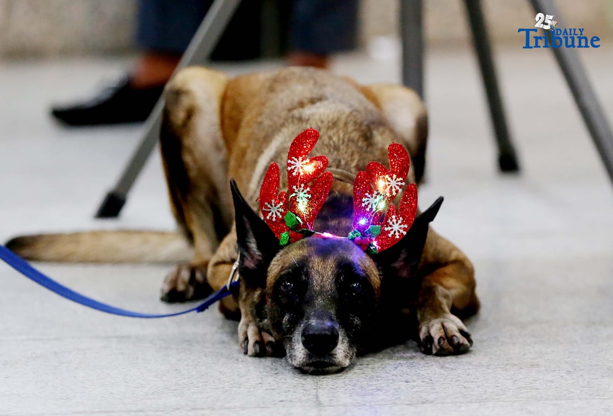 A K9 handler holds his trained partner, a K9 dog dressed in Christmas accessories, while on duty at the Office of the Ombudsman in Quezon City.