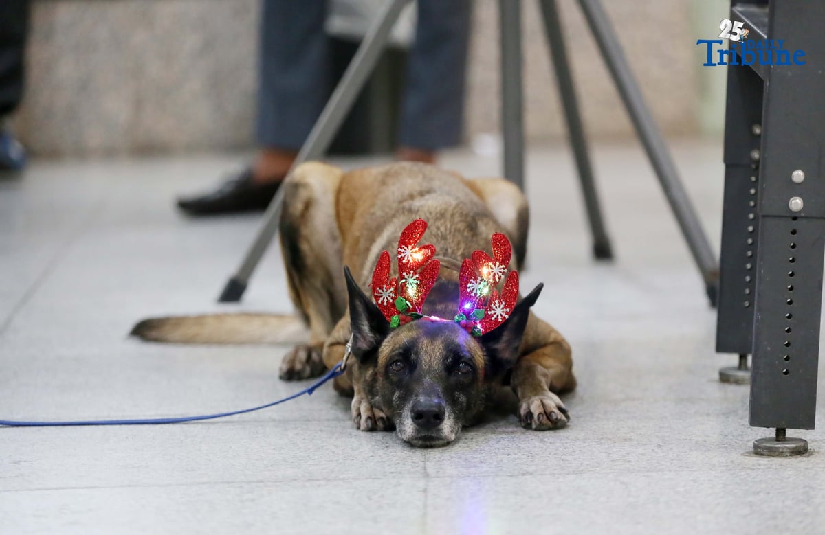 A K9 handler holds his trained partner, a K9 dog dressed in Christmas accessories, while on duty at the Office of the Ombudsman in Quezon City.