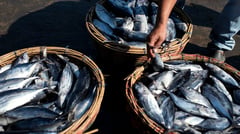 Eastern Visayas fish production declines