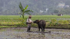 DA trims 2025 rice output forecast amid erratic weather