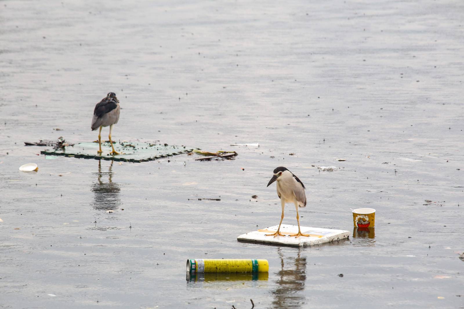 Black-crowned night herons perch on floating marine debris while hunting for their prey at the Last Piñas Parañaque Wetland Park on Tuesday, 16 September 2025. Marine debris is one of the most widespread pollution problems in the world’s oceans, affecting more than 800 species of wildlife.