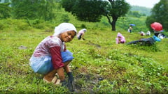 Prime Infra plants 1,700 trees in Pampanga, Cebu under ‘Prime Kalikasan’