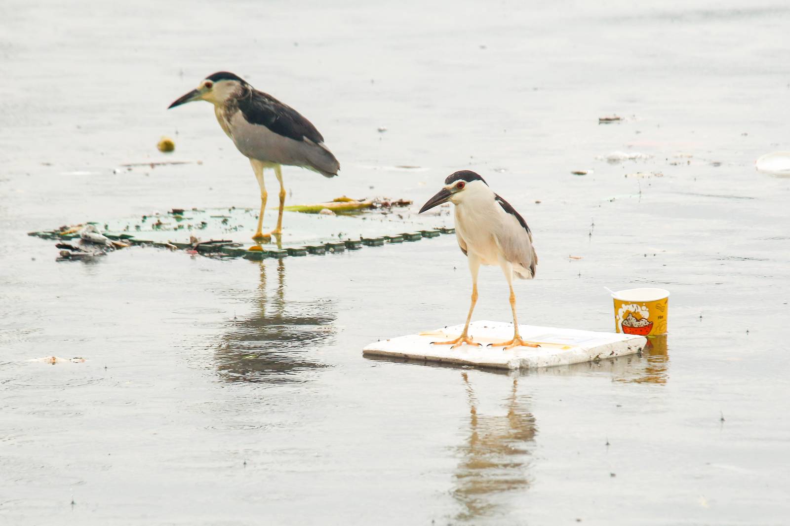 Black-crowned night herons perch on floating marine debris while hunting for their prey at the Last Piñas Parañaque Wetland Park on Tuesday, 16 September 2025. Marine debris is one of the most widespread pollution problems in the world’s oceans, affecting more than 800 species of wildlife.