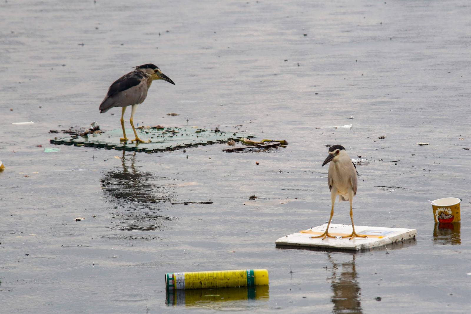 Black-crowned night herons perch on floating marine debris while hunting for their prey at the Last Piñas Parañaque Wetland Park on Tuesday, 16 September 2025. Marine debris is one of the most widespread pollution problems in the world’s oceans, affecting more than 800 species of wildlife.