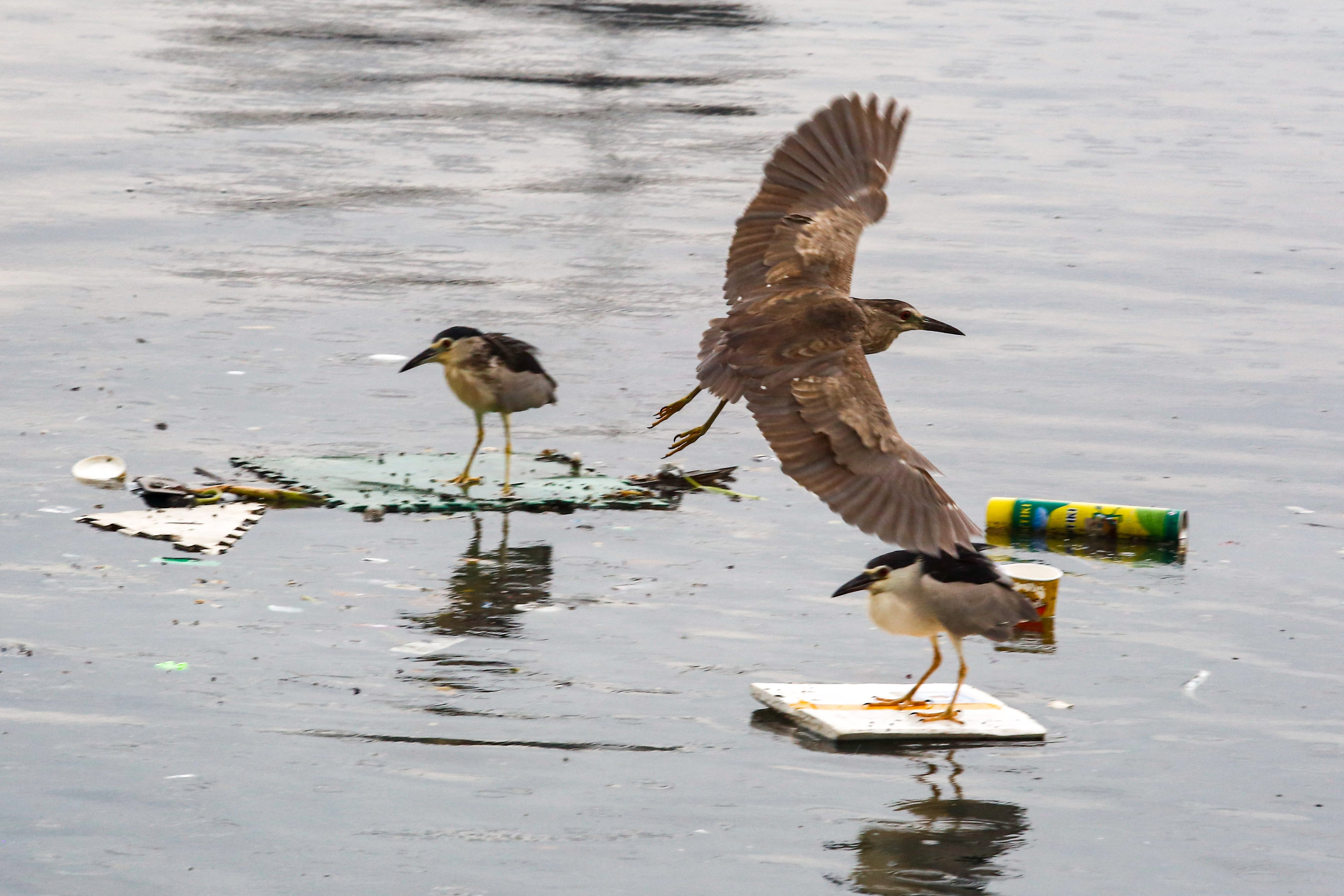 Herons on a hunt