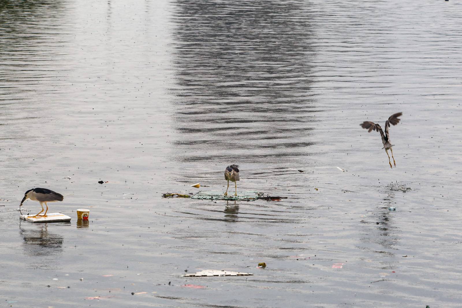 Black-crowned night herons perch on floating marine debris while hunting for their prey at the Last Piñas Parañaque Wetland Park on Tuesday, 16 September 2025. Marine debris is one of the most widespread pollution problems in the world’s oceans, affecting more than 800 species of wildlife.