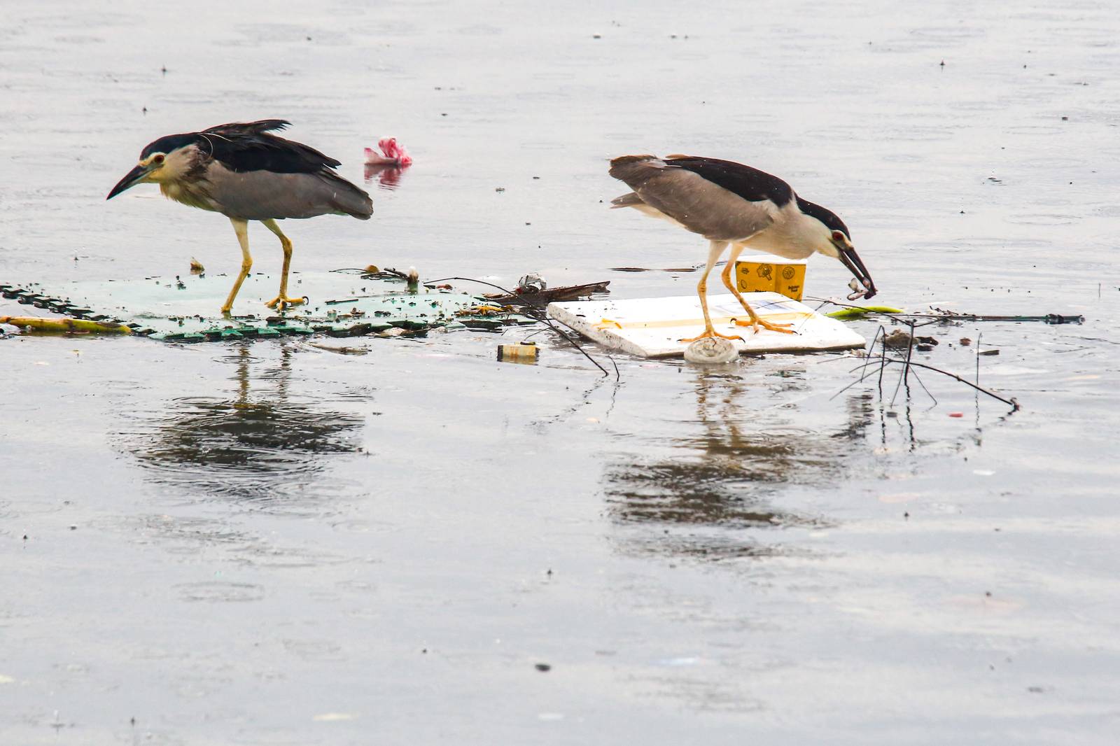 Black-crowned night herons perch on floating marine debris while hunting for their prey at the Last Piñas Parañaque Wetland Park on Tuesday, 16 September 2025. Marine debris is one of the most widespread pollution problems in the world’s oceans, affecting more than 800 species of wildlife.