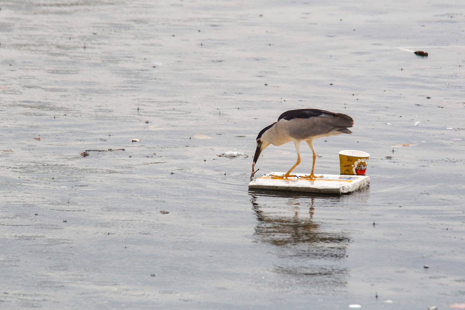 Black-crowned night herons perch on floating marine debris while hunting for their prey at the Last Piñas Parañaque Wetland Park on Tuesday, 16 September 2025. Marine debris is one of the most widespread pollution problems in the world’s oceans, affecting more than 800 species of wildlife.