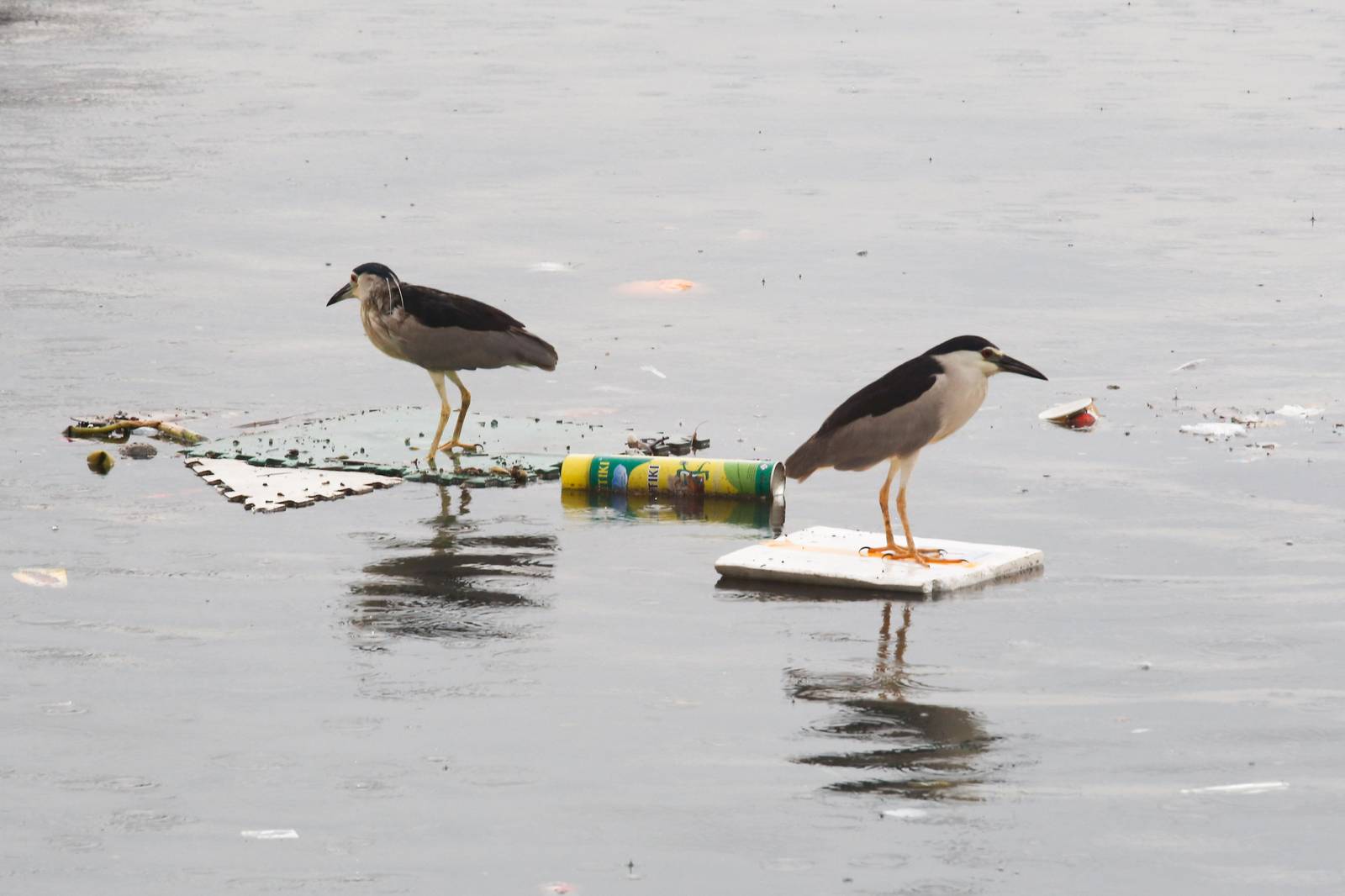 Black-crowned night herons perch on floating marine debris while hunting for their prey at the Last Piñas Parañaque Wetland Park on Tuesday, 16 September 2025. Marine debris is one of the most widespread pollution problems in the world’s oceans, affecting more than 800 species of wildlife.